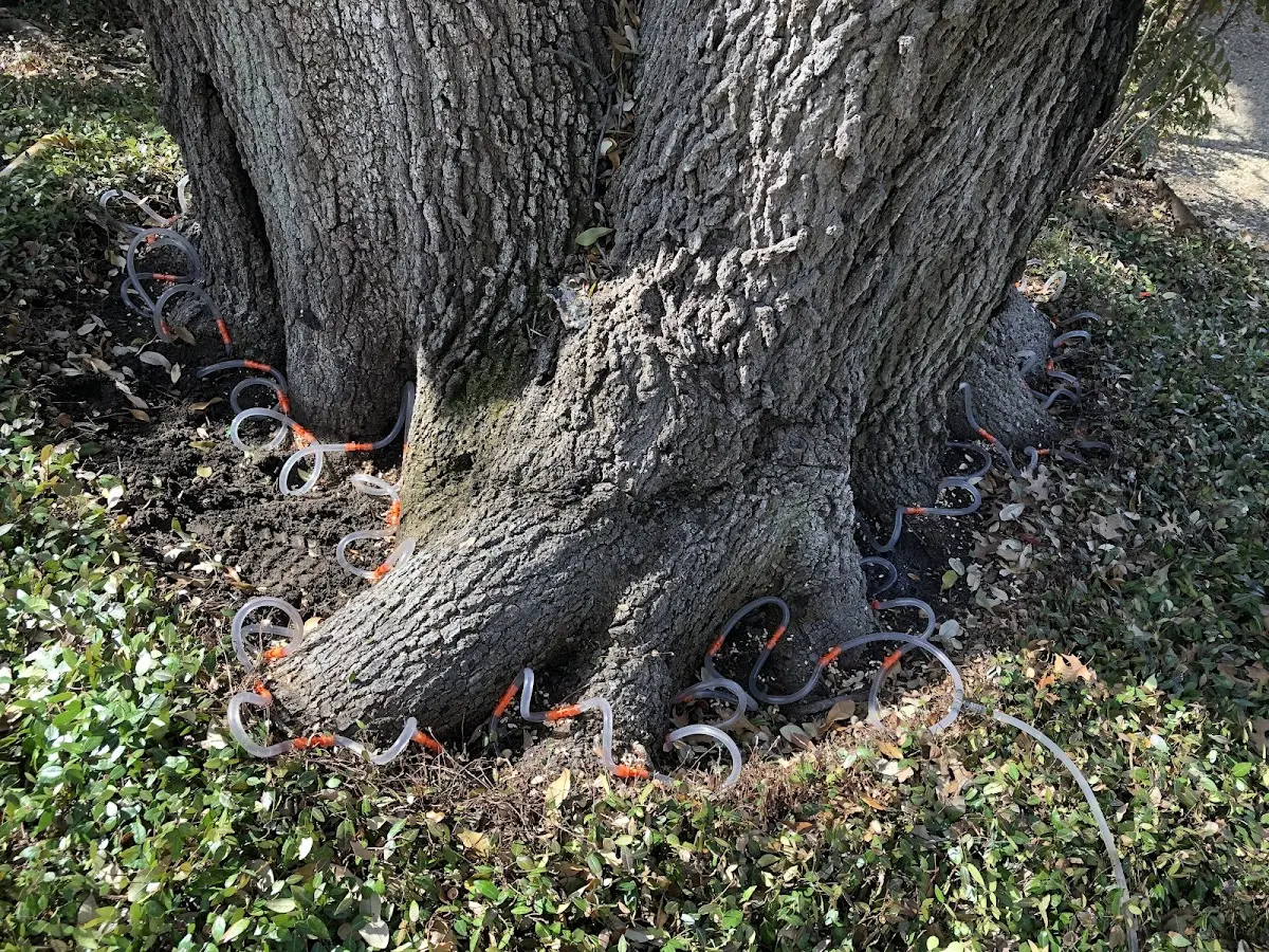 Detailed Tree Cabling and Bracing job site in Birnamwood