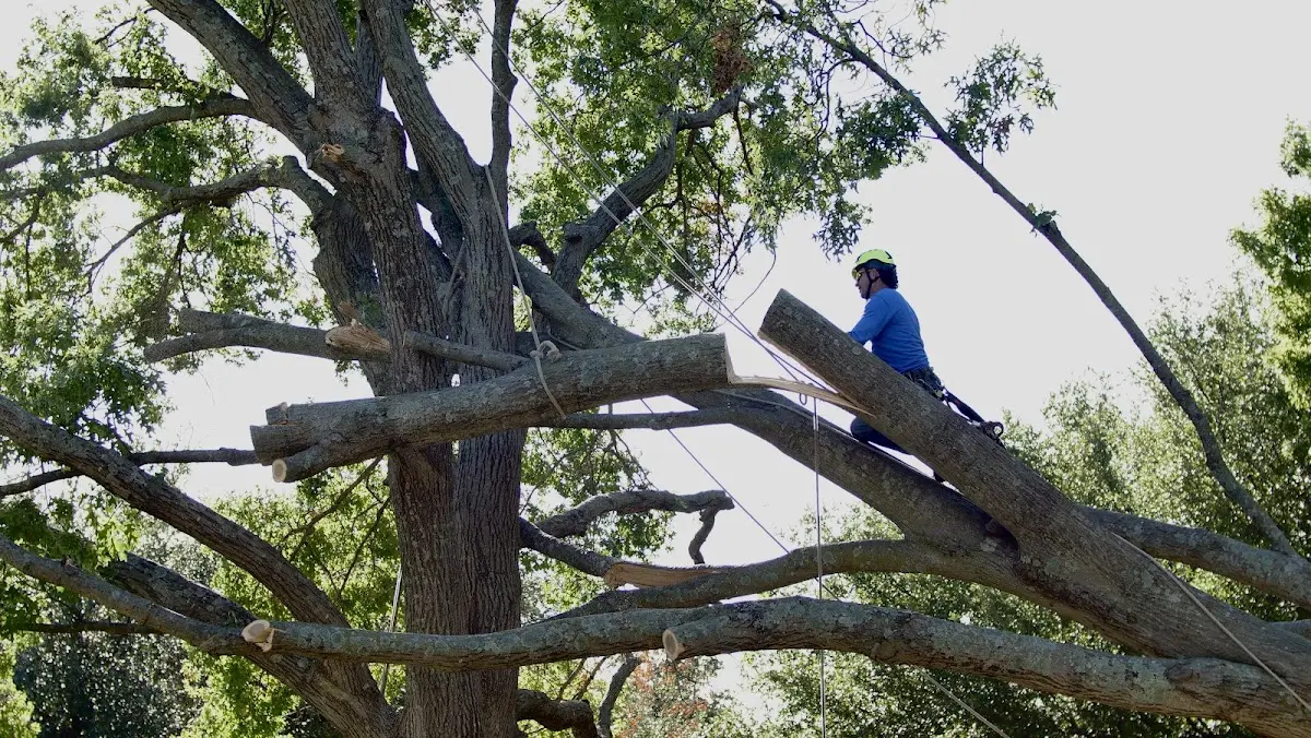 Professional Hazardous Tree Removal performed by certified arborists in Birnamwood