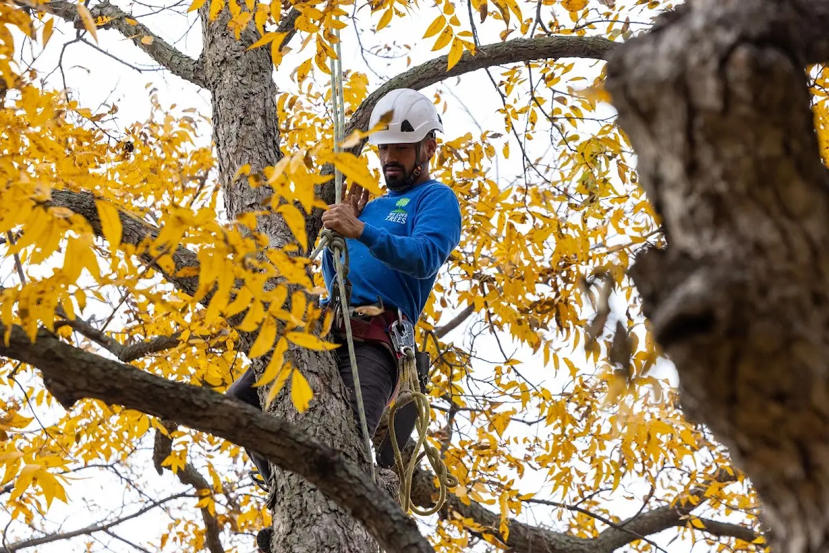 Skilled Storm Damage Cleanup crew working in Birnamwood
