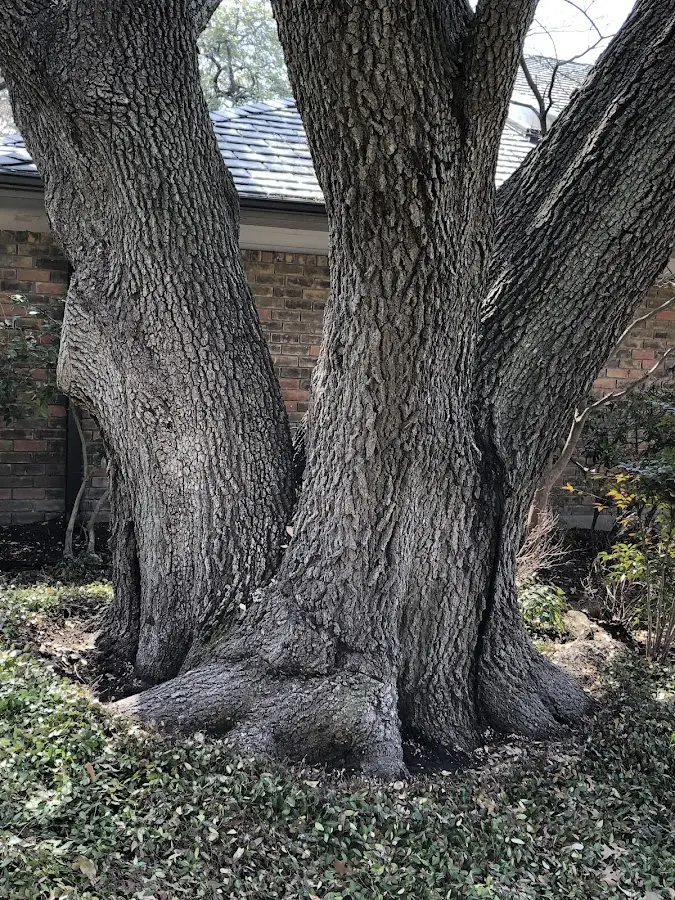 Mature heritage tree close to a Birnamwood property cared for by certified arborists